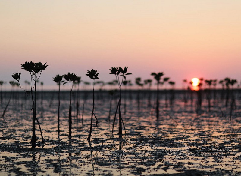環境部氣候變遷署預告海草復育及紅樹林植林 2 項自然碳匯方法學。（圖片來源：Pexels）