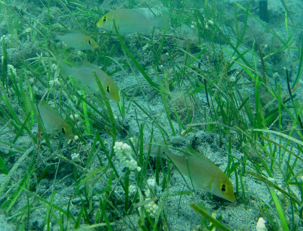 農業部水產試驗所澎湖漁業生物研究中心投入海草床修復與保育，民國103年改良海草移植根狀莖法，在澎湖通梁淺坪海域種植60平方公尺海草，目前已增長近50倍。圖為龍占科魚類與海草床。（農業部水試所提供）