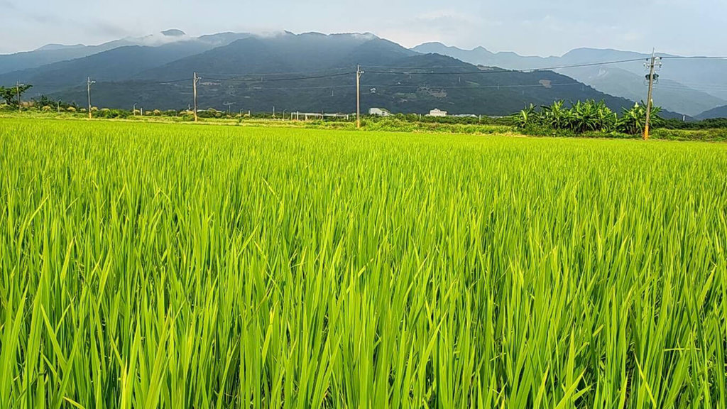 國立屏東科技大學團隊研發SPRI水稻減碳環境友善，翻轉慣行農法，每年稻作每公頃共可減碳10.86噸，還節水增加產量。（圖片來源：屏科大）